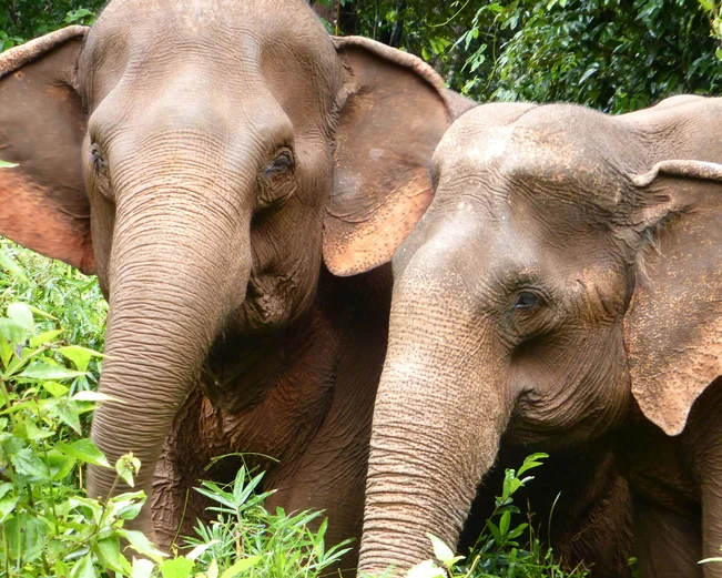 Elephants in Mondulkiri