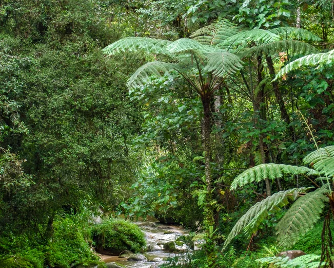 Stream in Cameron Highlands