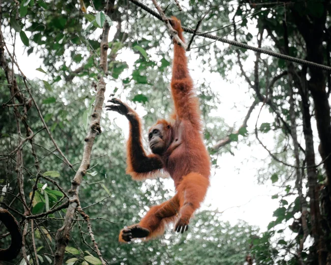 Orangutan swinging from tree in Semenggoh Orangutan Sanctuary - Pat Whelen