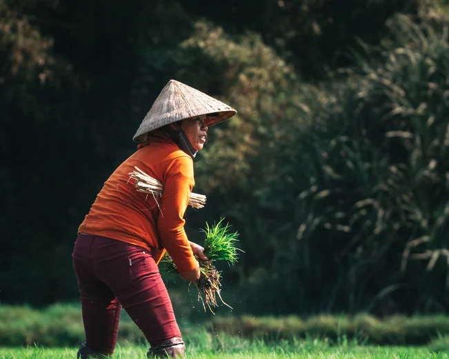 Rice farming in Hoi An