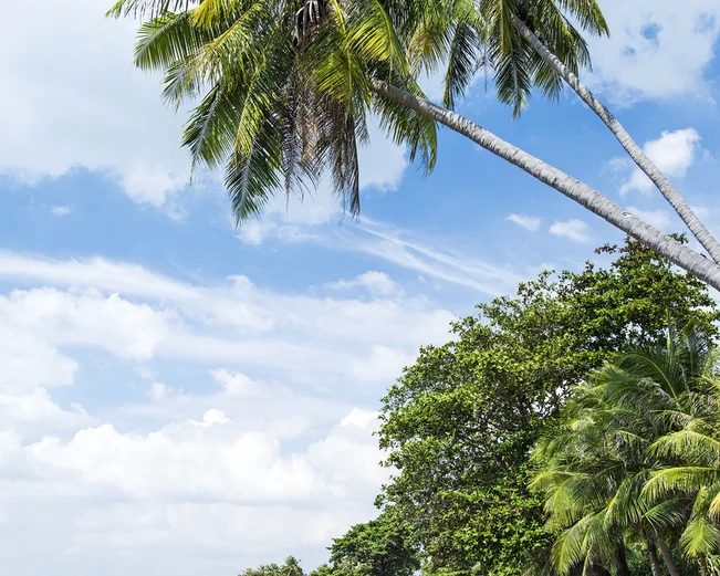 Beach with palm trees at Kep