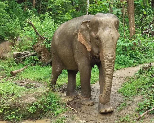 Elephant at Mandalao Sanctuary near Luang Prabang 