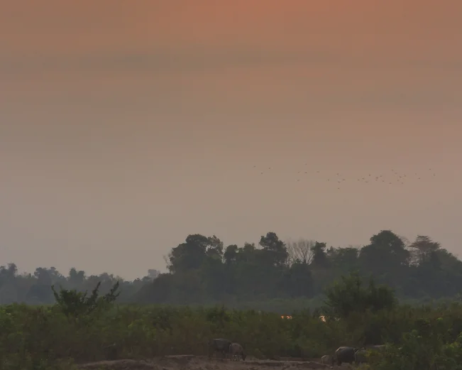 Buffalo at sunset