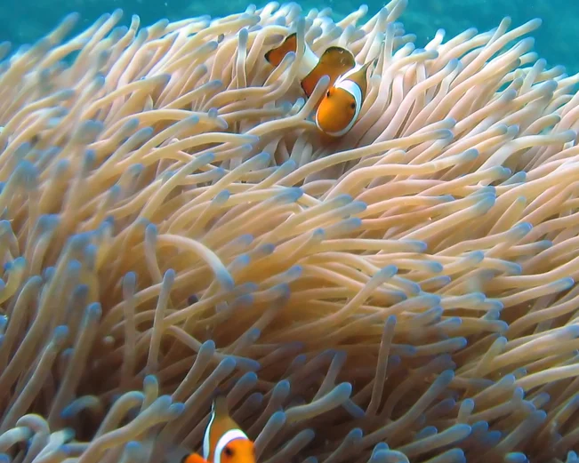 Clown fish in the coral at Perhentian Islands