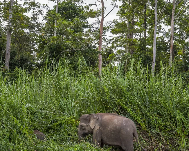 Elephant on the banks of Kinabatangan River