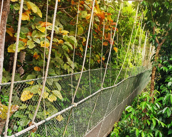Canopy walkway in Taman Negara National Park 