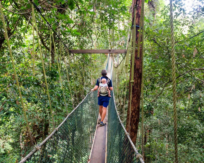 Canopy walkway at Taman Negara 