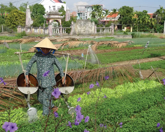 Farming in Vietnam