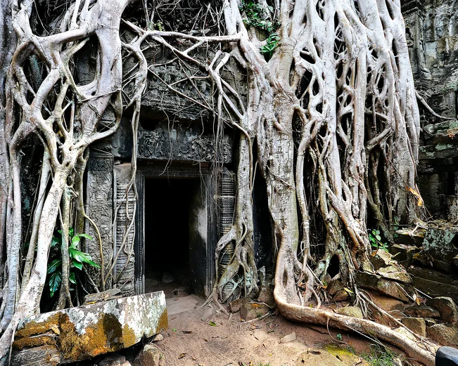 Vines at Angkor Wat