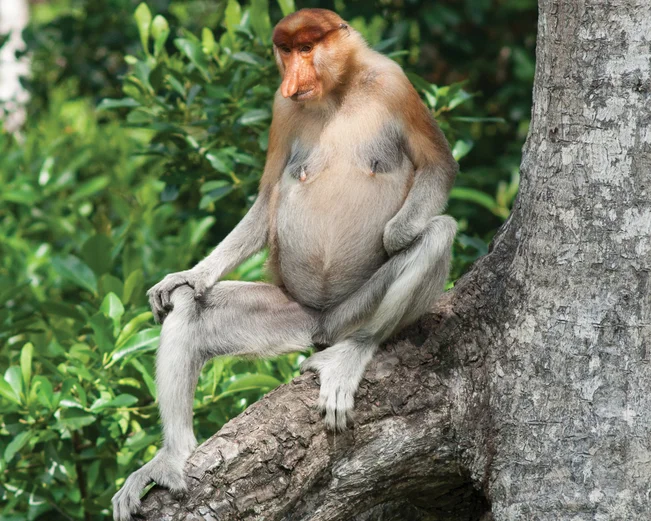 Proboscus monkey in Danum Valley - Alastair Donnelly