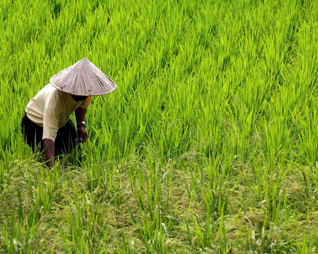 Rice farming in Ky Son