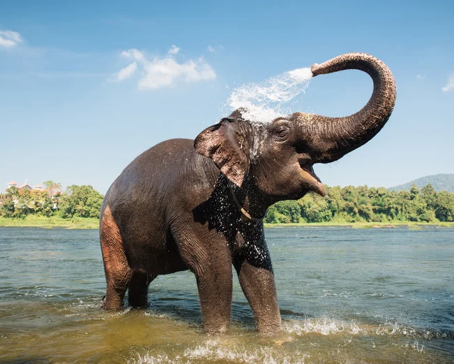 Elephant 