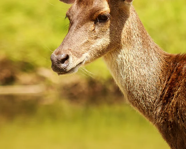 Sambar deer in Phnom Tnout 