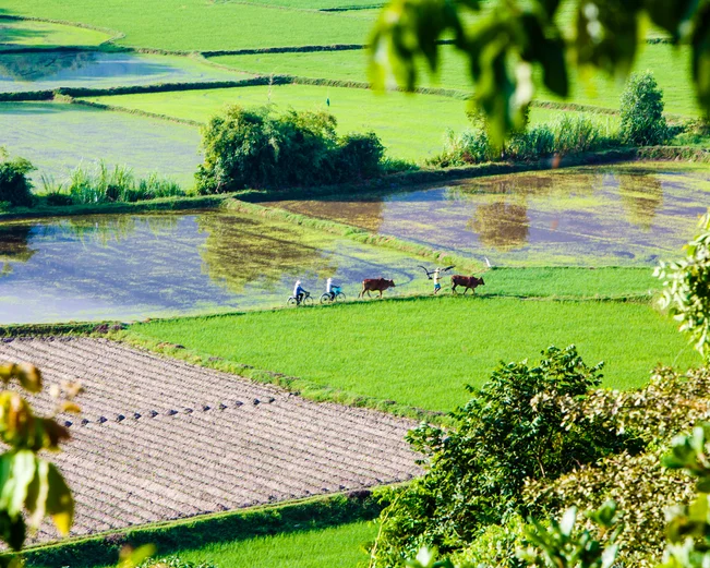 Mekong Delta scenes