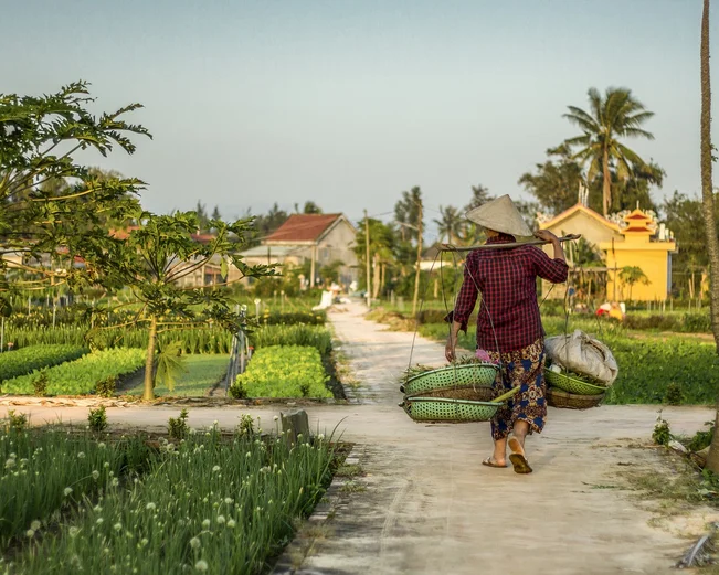 Hoi An rice farming 