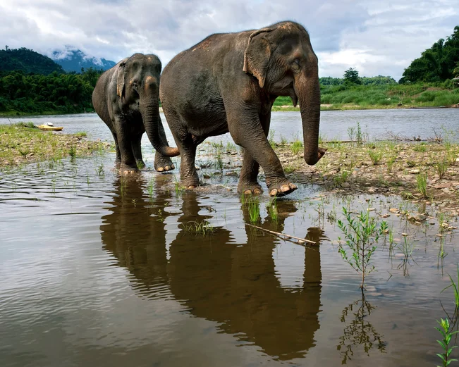 Elephants at Manda Lao sanctuary near Luang Prabang