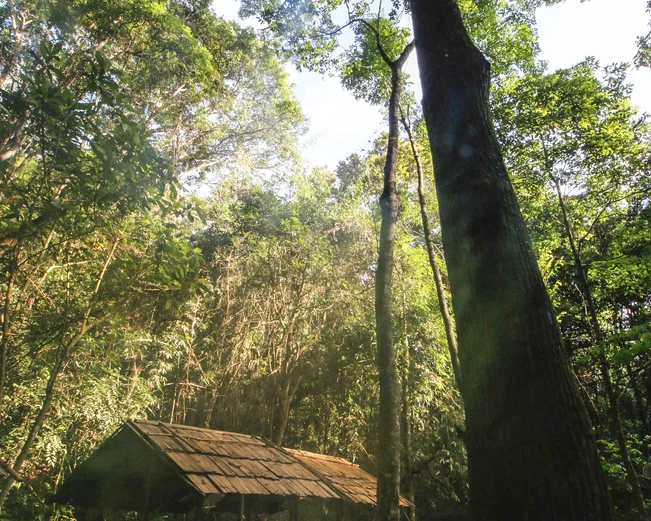 Trees in Nam Et Phou Louey - Wildlife Conservation Society