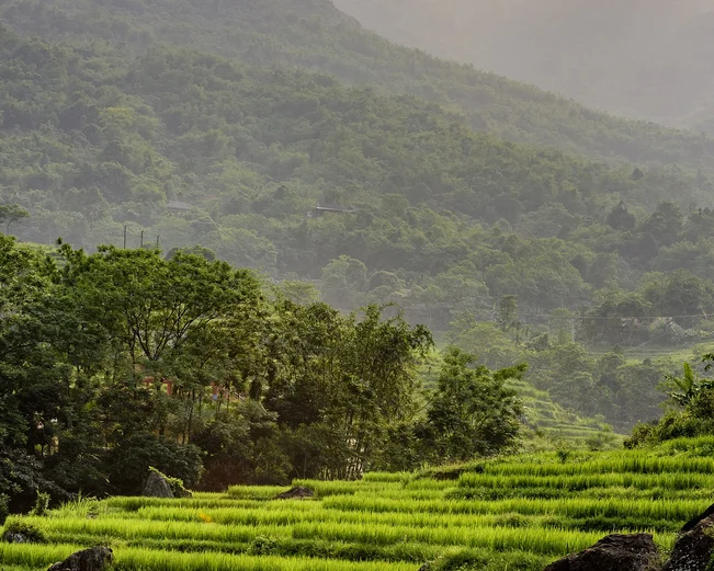 Pu Luong rice terraces