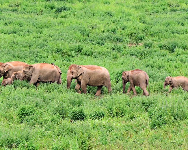 Elephants in Kui Buri National Park, Thailand 