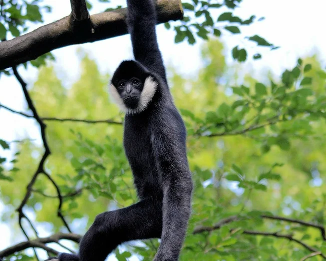 Gibbon in Thailand 