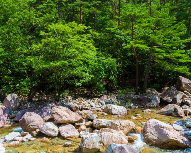 Fast flowing stream and lush green trees in Seoraksan National Park 