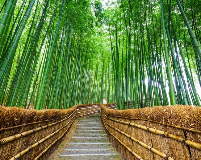 Arashiyama bamboo forest 