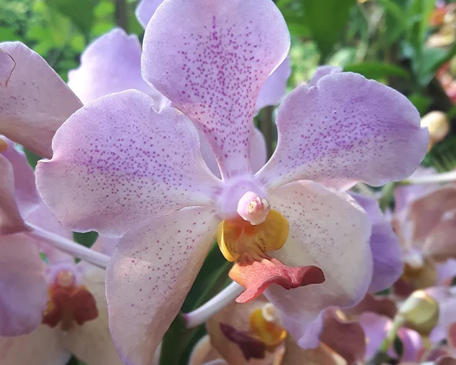 Purple orchid in Singapore National Orchid Garden 