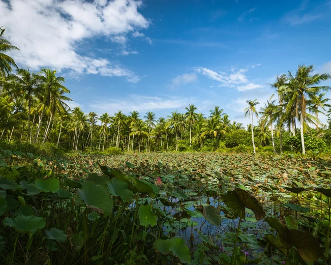 Palm trees between mangrove swamp in Palau Ubin 