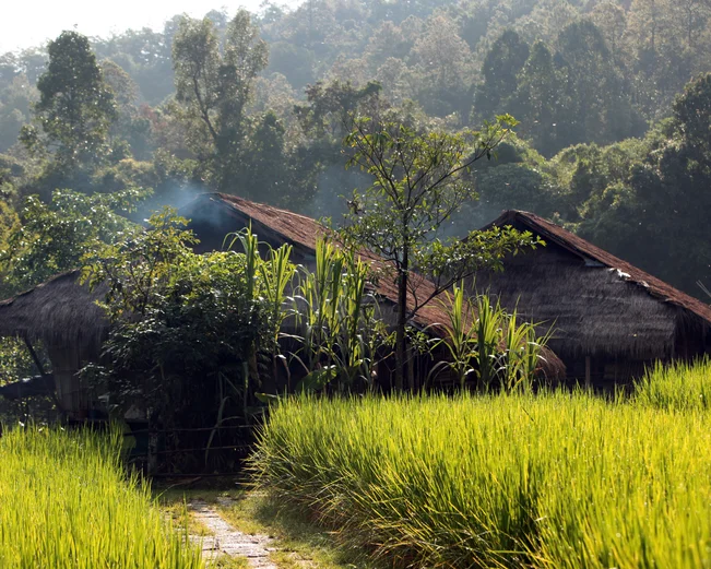 Thatched houses in farming village 