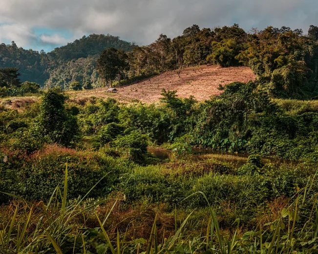 Northern Thailand countryside with trees and huts 