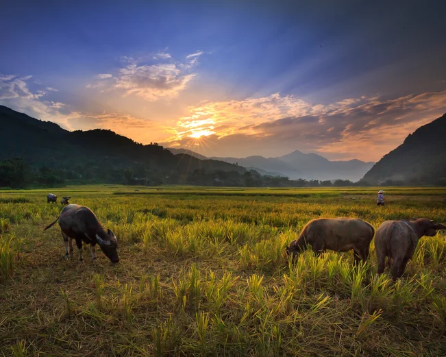 Buffalo grazing in rice fields in front of mountains in Northern Thailand 