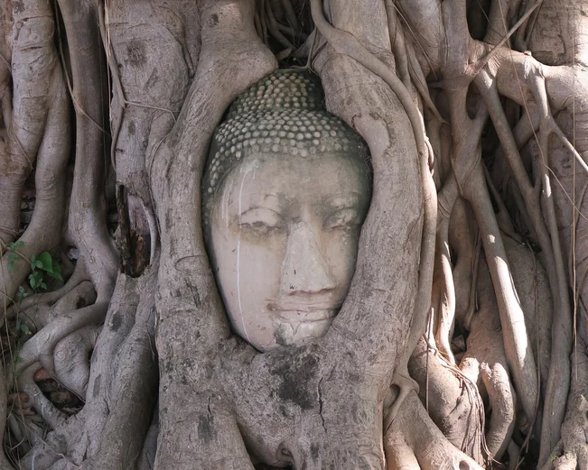 Face carving in knotted tree in Ayutthaya 