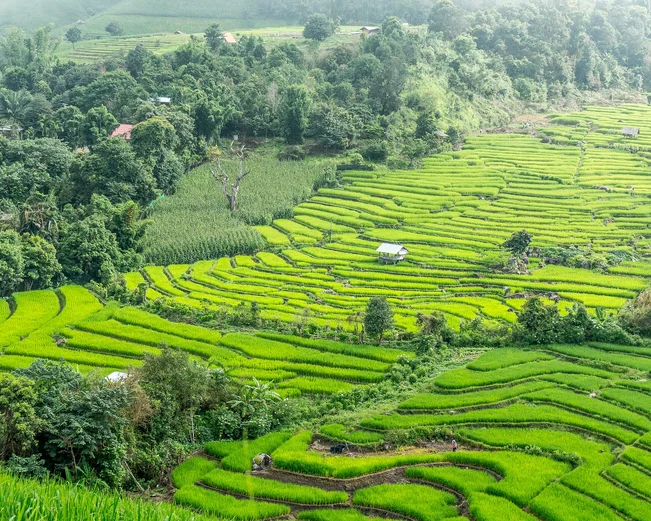 Rice terraces in Chiang Mai 