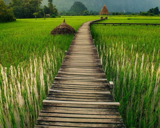 Wooden path leading through rice terraces of Vang Vieng at sunset