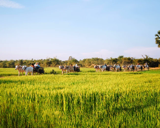 water buffaloes carry tourists along rice paddies in the region around the Mekong Delta