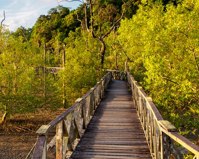 Walkway among Bako National Park's mangroves in Malaysia's Borneo