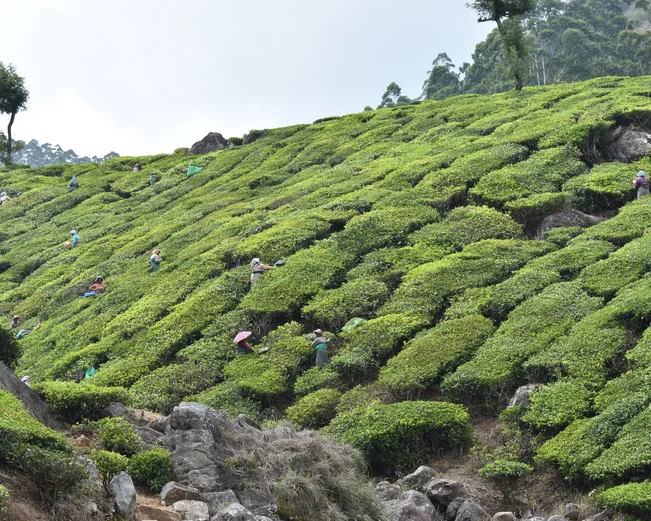 Tea plantation at Munnar