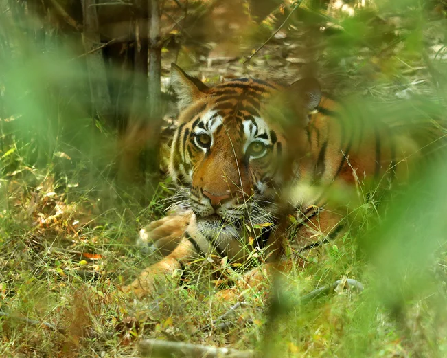 Tiger peeking through the foliage of Kanha National Park