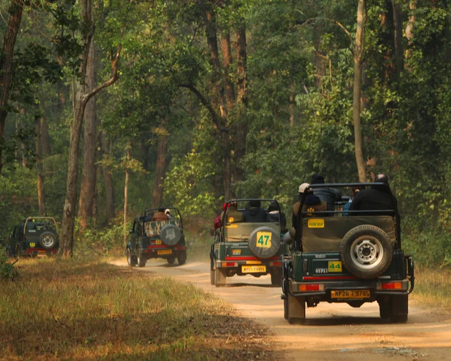 Open top jeeps in Kanha national park