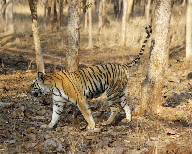 Tiger in Pench