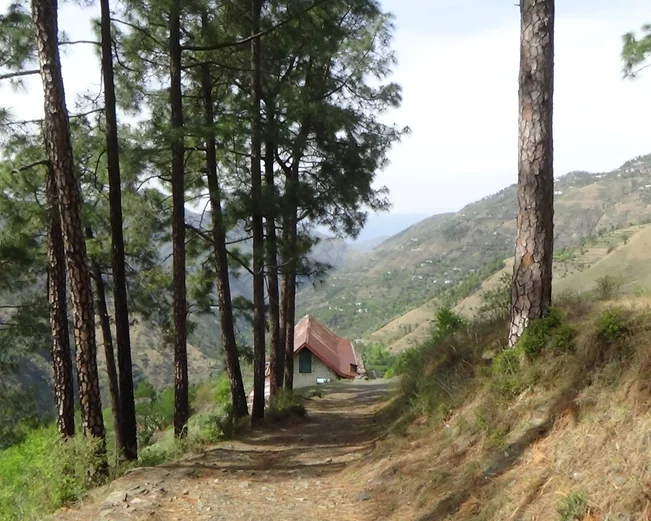 Walk in Shimla