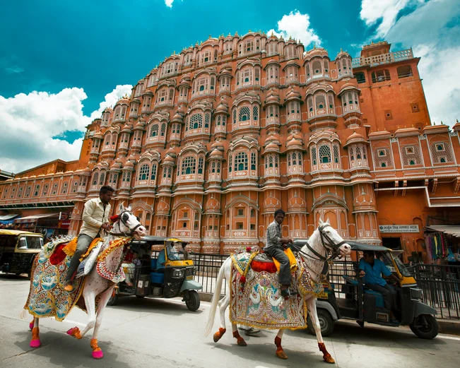 Jaipur horses