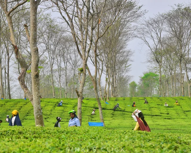Darjeeling tea field