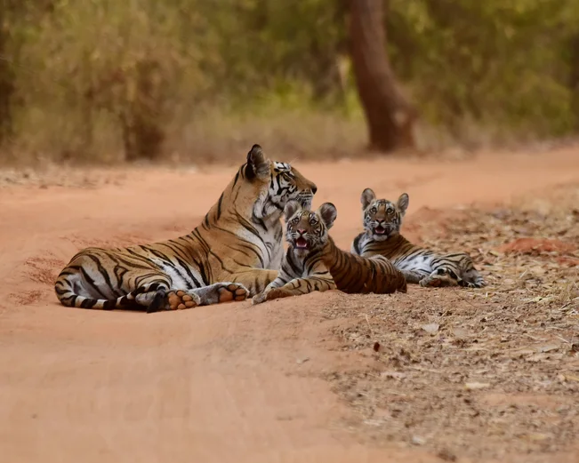 Bandhavgarh National Park tigers