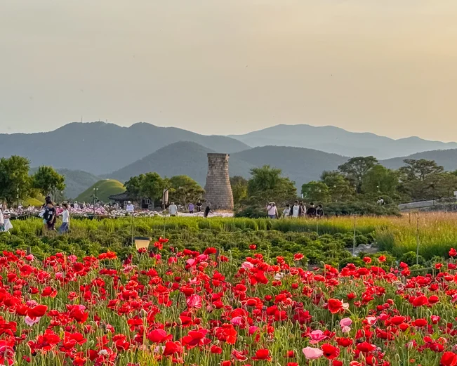Poppy field in full bloom in front of the observatory and burial mounds in Gyeongju