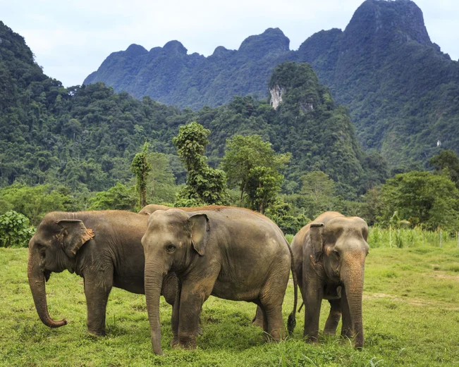 Ethical elephant experience in Khao Sok National Park with Elephant Hills