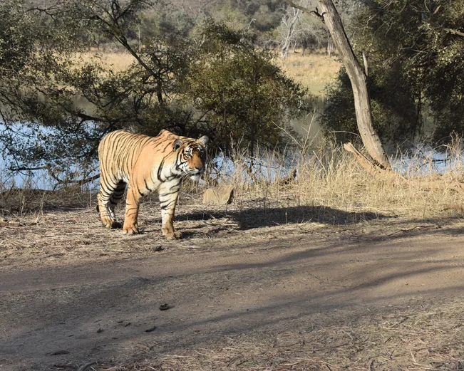A tiger in Ranthambore on a safari in India in January