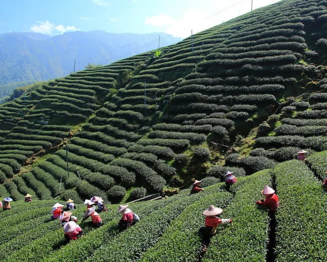 Tea plantation in India 