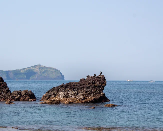Birds on top of a rock on a quiet part of coastline of Jeju Island, South Korea