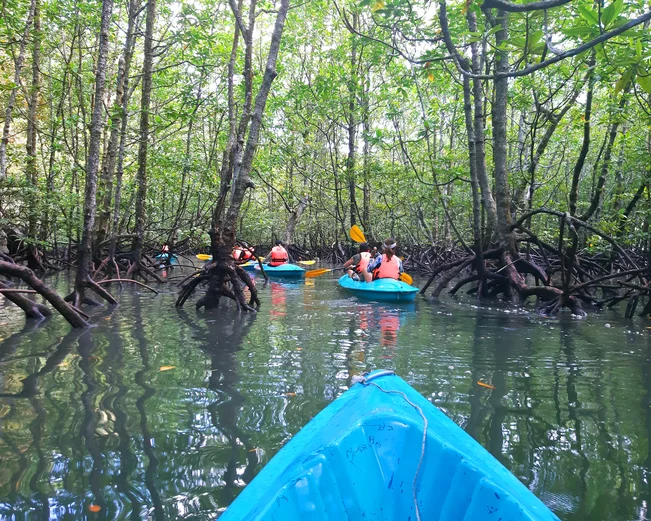 Malaysia Langkawi Mangrove forest kayaking family experience